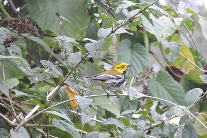 6-Hour Birdwatching Ruta de los Cenotes Playa del Carmen - FAQ