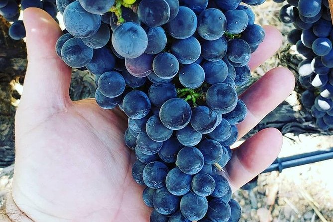 6-Hour Luxury Napa Wine Tasting Tour With Route Planning - Sum Up