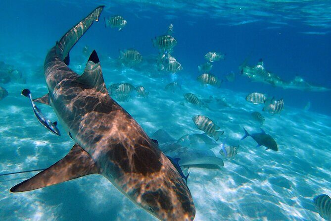 6 Hour Private Boat Activity with Snorkeling & Lunch - A Detailed Look at the Moorea Private Boat Tour