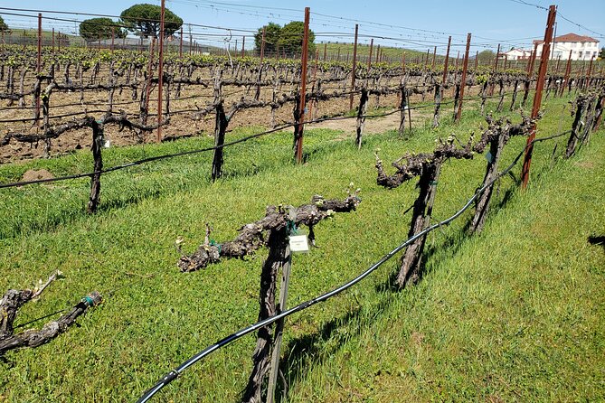 6 Hour Private Cabernet Sauvignon Wine Tour in Napa Valley - Tips for Travelers