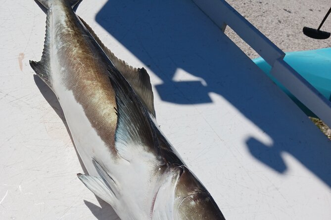 6 Hour Private Fishing Tour in Sarasota With Master Captain Bill - Participation Requirements