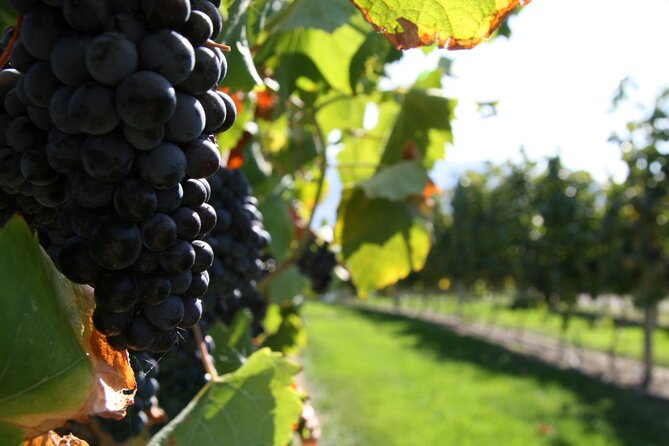 6 Hour Sonoma Pinot Noir and or Zinfandel Wine Tasting Tour - Wine Varietals Featured