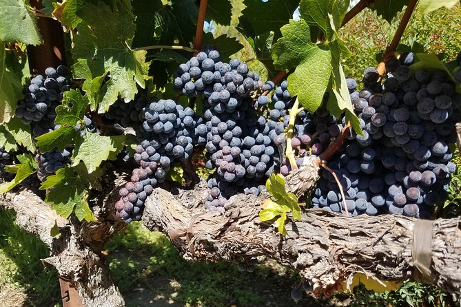 6 Hour Sonoma Pinot Noir and or Zinfandel Wine Tasting Tour - Tips for a Memorable Experience