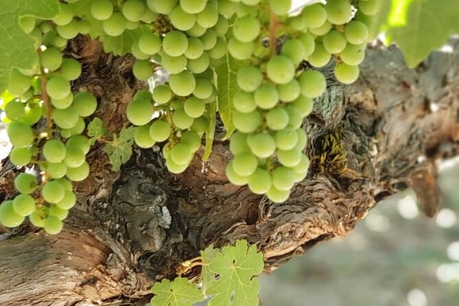 6 Hour Sonoma Wine Tasting Tour From San Francisco - Customer Reviews and Ratings