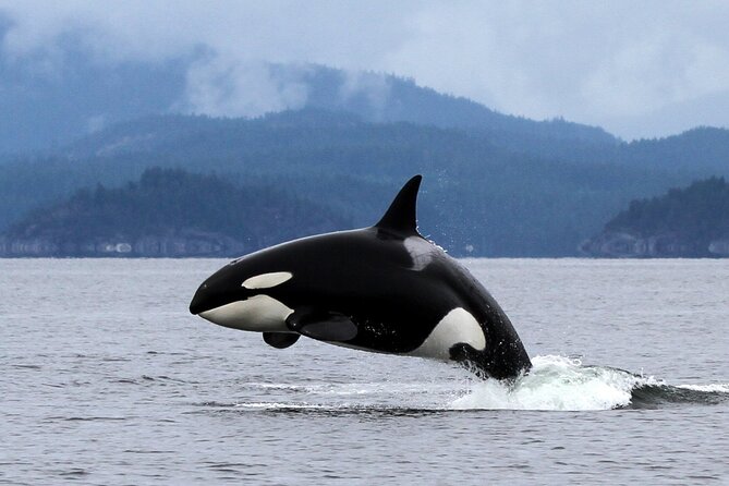 6 Hour Whale Watching Tour With Lunch Included - Health and Safety Considerations