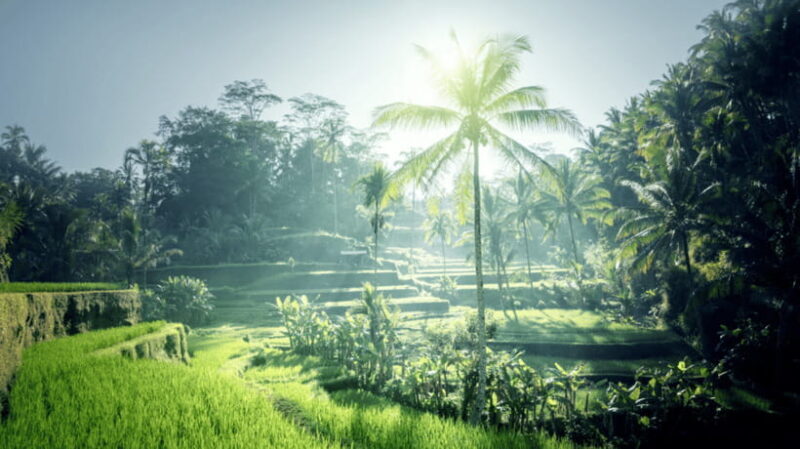 6 Hours Car Charter for Ubud Day Tour - Authentic Experiences & Traveler Insights