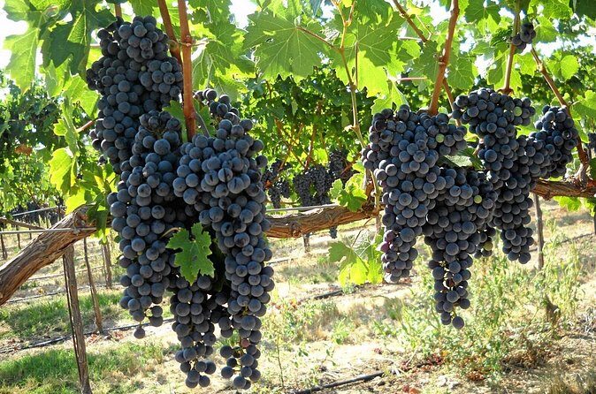 6-Hours Customized Private SONOMA Valley Wine Tour From San Francisco Bay Area - Practical Details and Tips