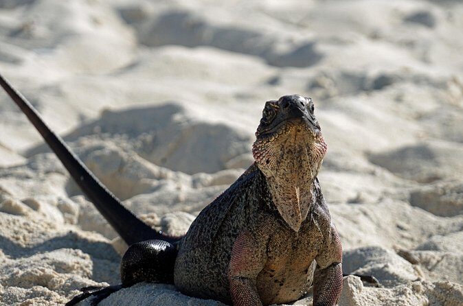 6 Hours Rose Island Tour with Snorkeling Experience and Lunch - FAQ