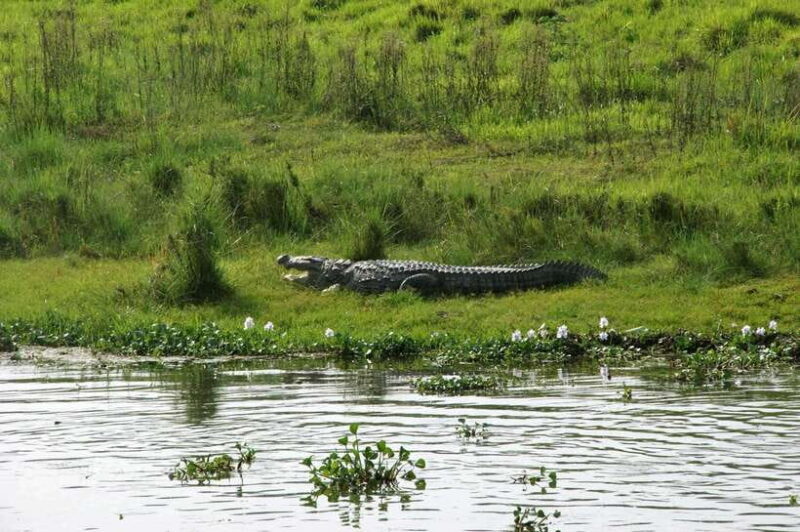 6 night 7 days Kathmandu Pokhara Chitwan Tour - Journey to Chitwan: Into the Wild