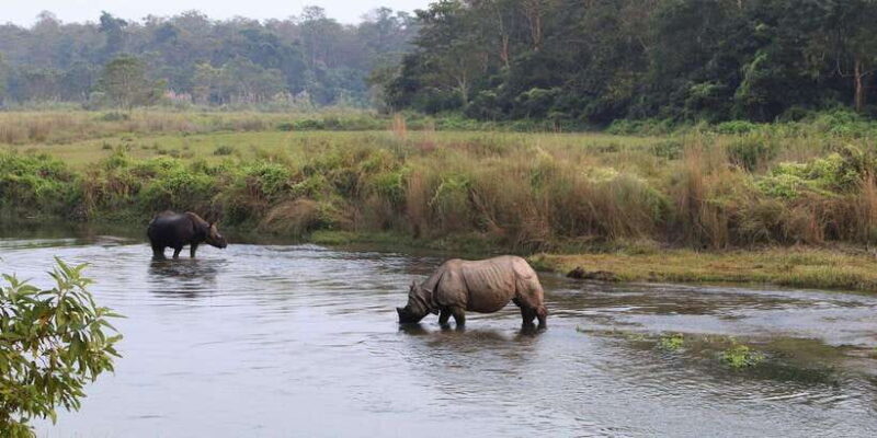 6 night 7 days Kathmandu Pokhara Chitwan Tour - Chitwan National Park: Wildlife Adventure