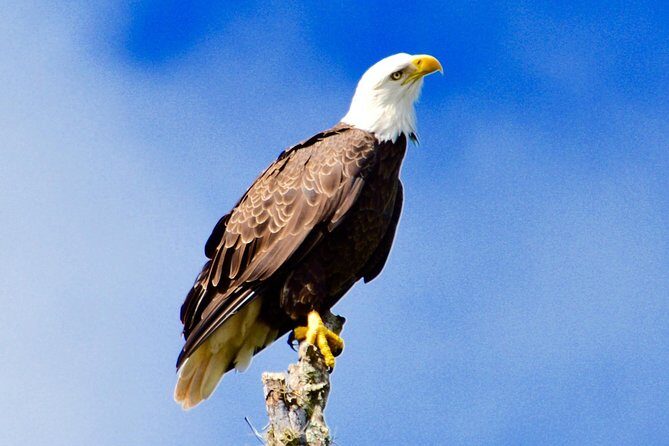 60 Minute Small Group Semi Private Everglades River Of Grass Airboat Charter - An Intimate and Informative Everglades Experience