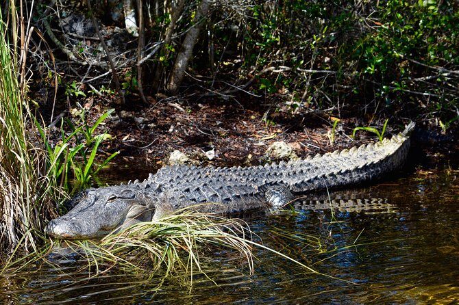 60 Minute Small Group Semi Private Everglades River Of Grass Airboat Charter - Authentic Encounters and Positive Feedback