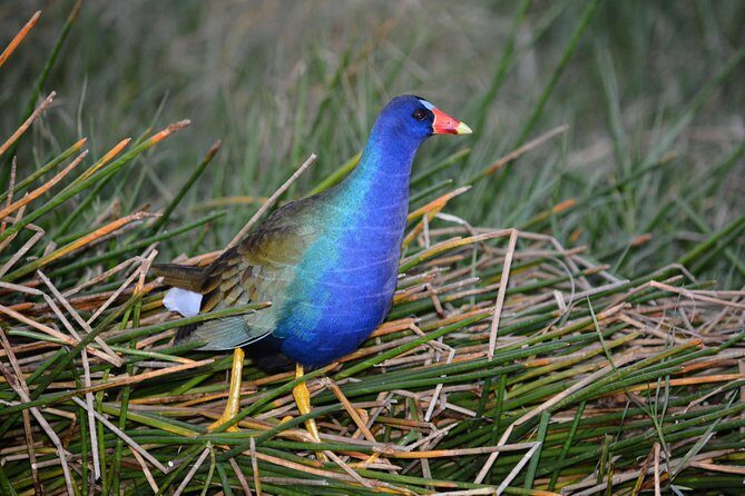 60 Minute Small Group Semi Private Everglades River Of Grass Airboat Charter - The Experience in Detail