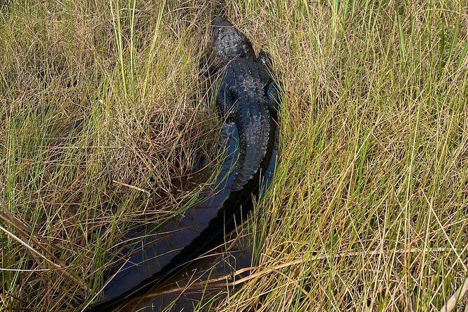 60 Minute Small Group Semi Private Everglades River Of Grass Airboat Charter - FAQ