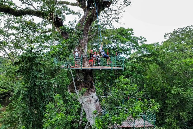 60M Tree Climbing Experience With Descent in Tarzan or Rapel - Good To Know