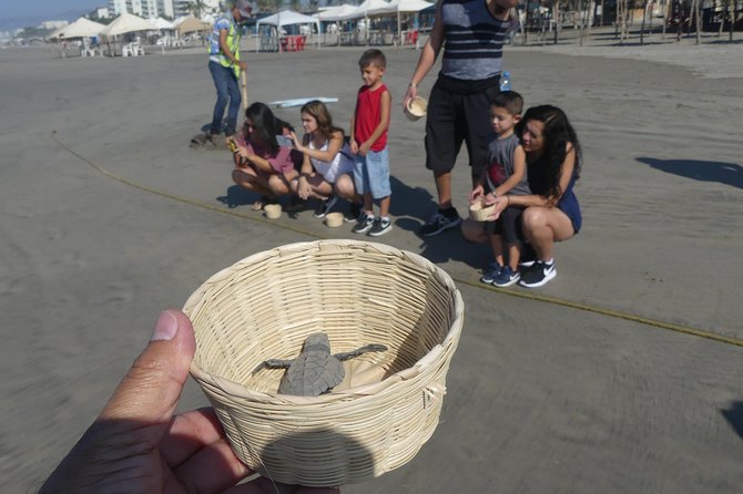 6Hr Cruise or Hotels City Tour, Divers, Baby Turtles Peace Chapel - Tour Experience and Reviews