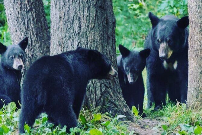 6hr Custom Private Tour of Ketchikan (4 People) Wildlife + More - What Makes This Tour Stand Out?  