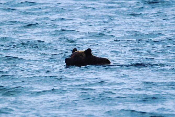 6hr Custom Private Tour of Ketchikan (4 People) Wildlife + More - Practical Details and Insights  