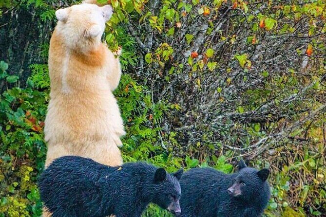 6hr Custom Private Tour of Ketchikan (4 People) Wildlife + More - Summing It Up: Who Should Book This Tour?  