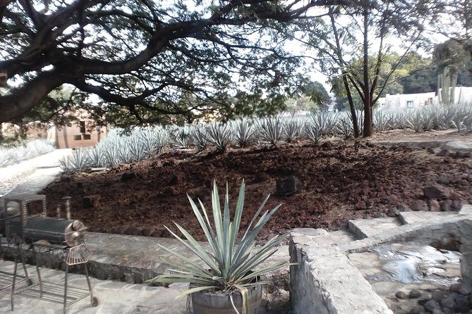 7 day circuit west: México, San Miguel, Guadalajara, Morelia - Guanajuato: History and Panoramas