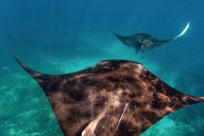 7-Day Exmouth Explorer via Pinnacles Monkey Mia Ningaloo Reef returning to Perth - Key Points