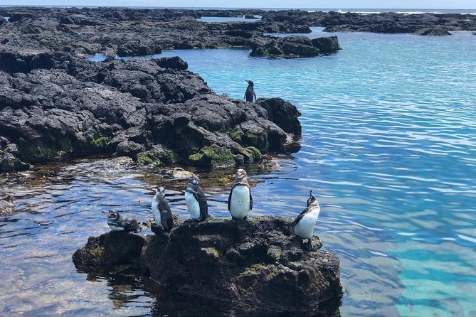 7-Day Galapagos Adventure Including Santa Cruz & Isabela Islands - Accommodation and Meals