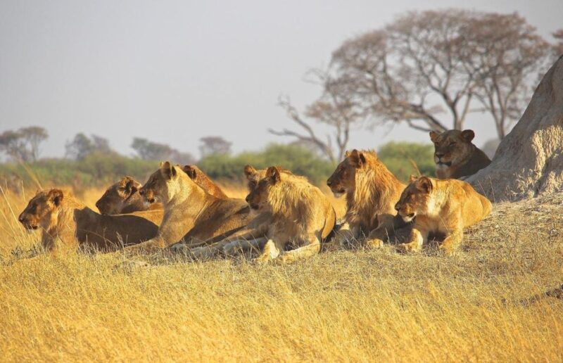 7 Day Garden Route Tour - CapeTown to Durban & Addo N Park - Day 2: Oudtshoorn to Knysna