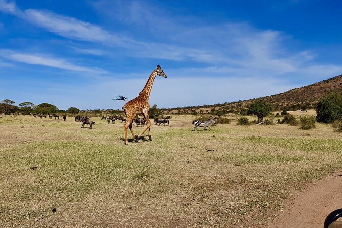 7 Day Grand Tanzania Safari - Traveler Testimonials