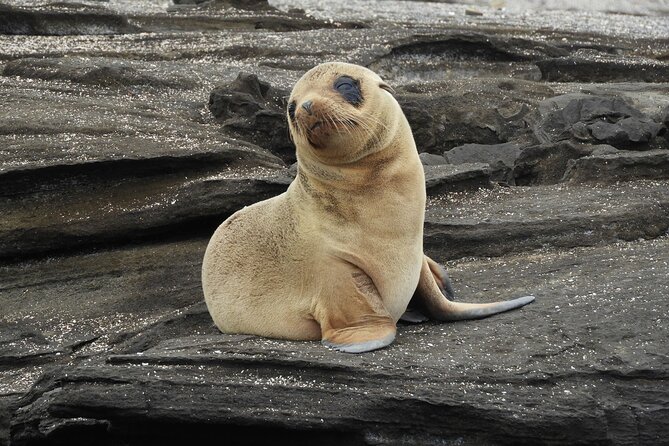 7-Day Luxury Safari Tour of the Galapagos Islands - Accommodation and Meals