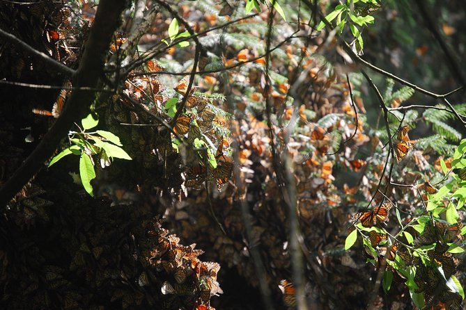 7 Day-Monarch Butterfly Ecofriendly Tour in Mexico - Traveler Requirements