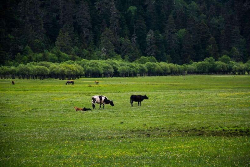 7-Day Yunnan Culture & Nature Tour - Introducing the 7-Day Yunnan Culture & Nature Tour