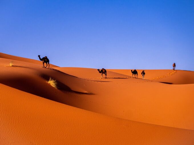 7 Days From Tangier to Marrakech ,Fes and Sahara Desert - Inclusions and Exclusions