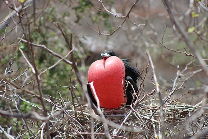 7-Days Galapagos Island Hopping Tour in Ecuador - Good To Know