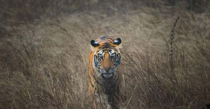 7-Days Golden Triangle Tour With Tiger & Leopard Safari - Day 2: Agra Discovery