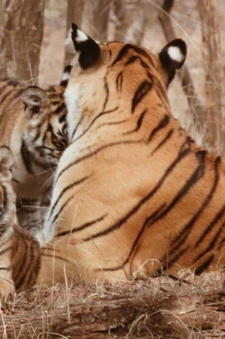 7-Days Golden Triangle Tour With Tiger & Leopard Safari - Day 5: Jhalana Leopard Safari