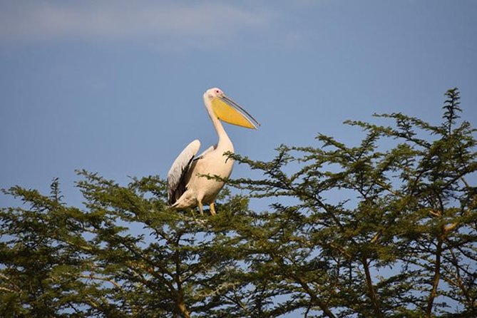 7 Days: Great Migration Mara River Crossing(manyara, Ngorongoro And Serengeti) - Highlights of Manyara National Park