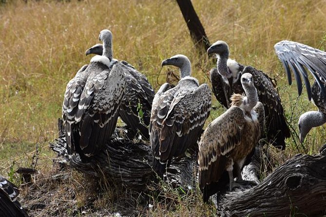 7 Days: Great Migration Mara River Crossing(manyara, Ngorongoro And Serengeti) - Booking and Pricing Details