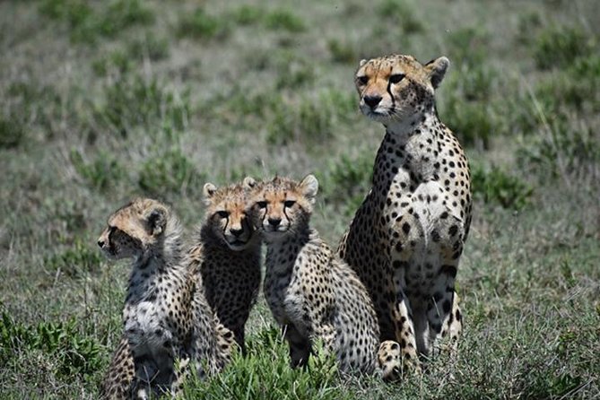 7 Days: Great Migration Mara River Crossing(manyara, Ngorongoro And Serengeti) - Frequently Asked Questions