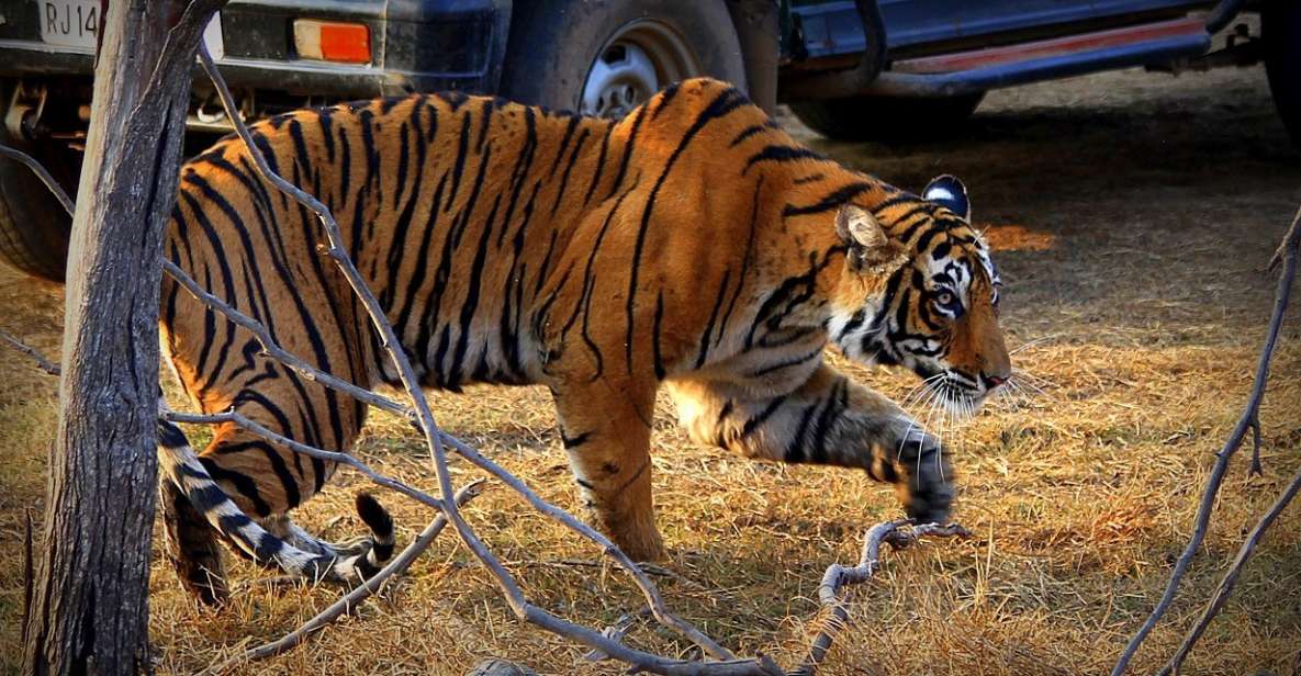 7 Days India Taj Mahal Tour With Ranthambore Tiger Safari - Day 1: Arrival in Delhi