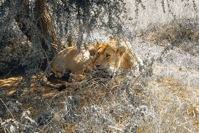 7 Days PRIVATE Best of Tanzania Safari *Departing Everyday* - Customizable Private Safari Experience