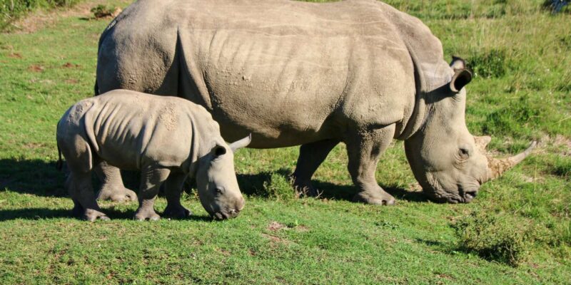 7 Days South Africa and Eswatini Adventure Tour - Good To Know