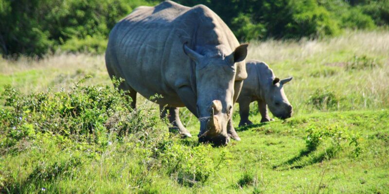 7 Days South Africa and Eswatini Adventure Tour - Itinerary Highlights