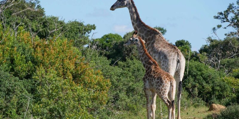 7 Days South Africa and Eswatini Adventure Tour - Transportation and Activities