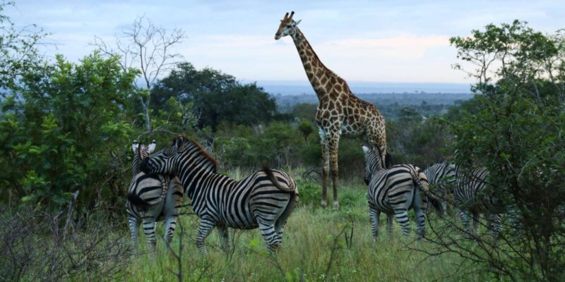 7 Days South Africa and Eswatini Adventure Tour - Health and Safety Information