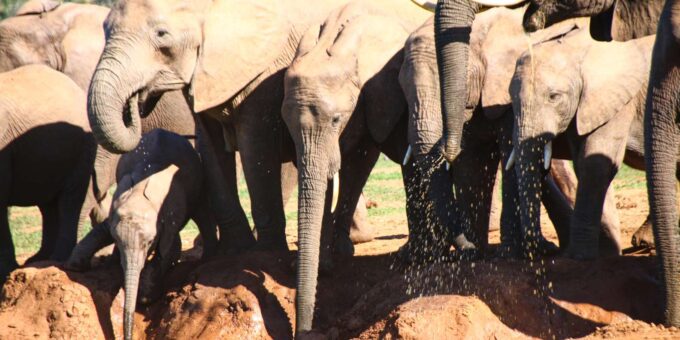 7 Days South Africa and Eswatini Adventure Tour - About the Tour Operator