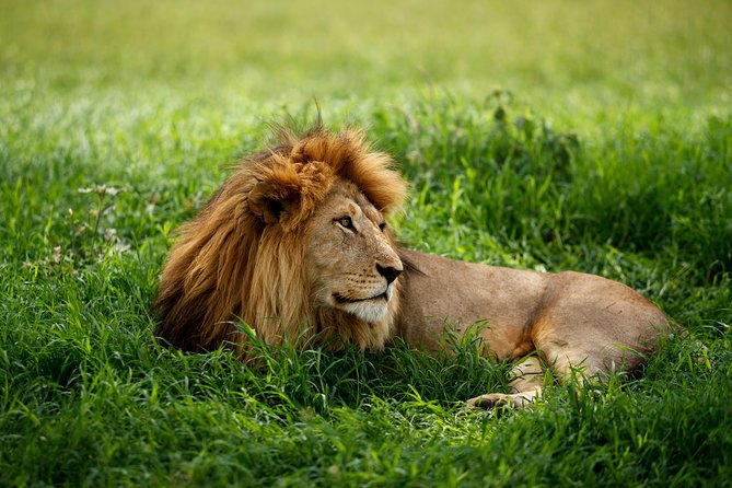 7 Days Tanzania Luxury Safari Experience & Coffee Walking Tour - Memorable Moments and Reviews