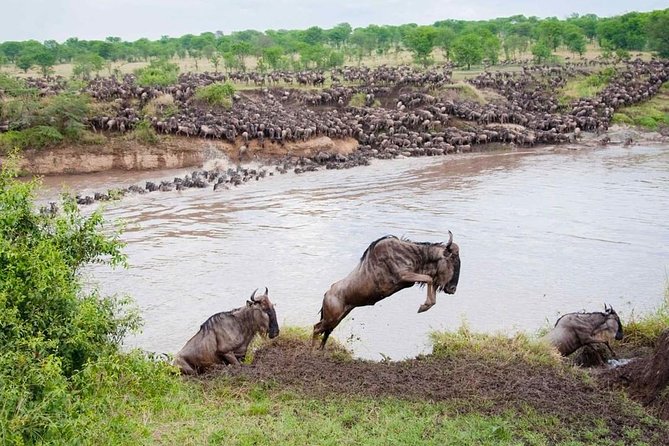 7 Days Tarangire, Serengeti, Ngorongoro & Manyara Joining Group Safari Tour - Professional Guides and Services