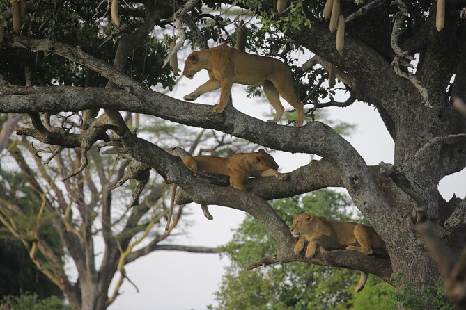 7 Days Wildebeest Migration - Ndutu Calving Season - Inclusions and Exclusions