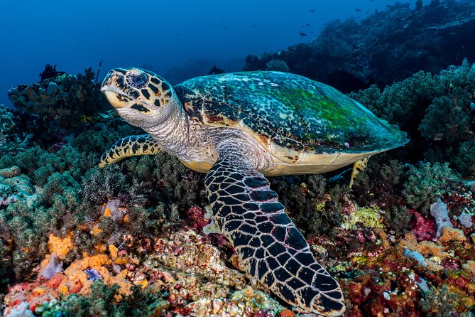 7 Fun Dives in Pemuteran (For Certified Divers) - Exploration in Menjangan Park - Essential Inclusions for Divers