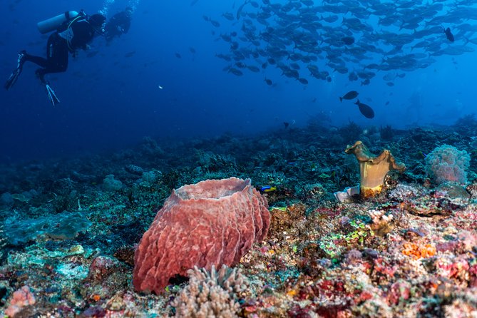 7 Fun Dives in Pemuteran (For Certified Divers) - Exploration in Menjangan Park - Additional Services and Facilities